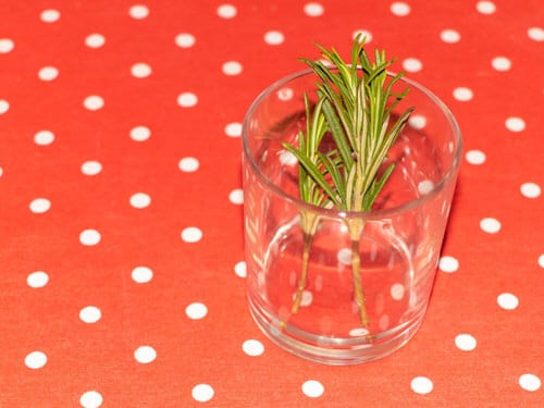 rosemary Root Herb Cuttings from Store 