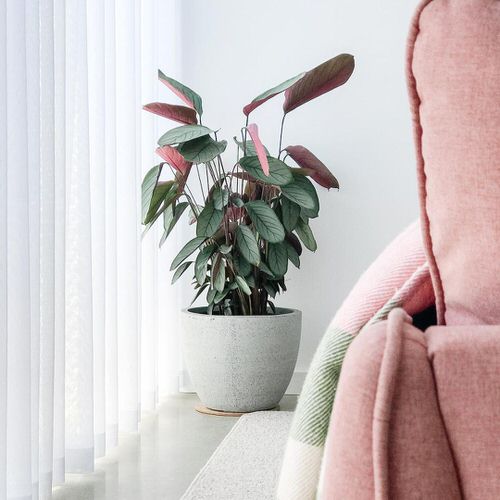 top Prayer Plants The Most Beautiful Types