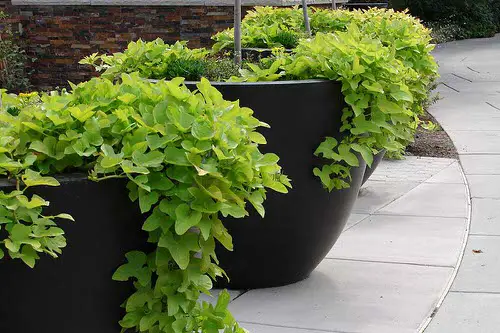 Best Spiller Filler Thriller Plants 2