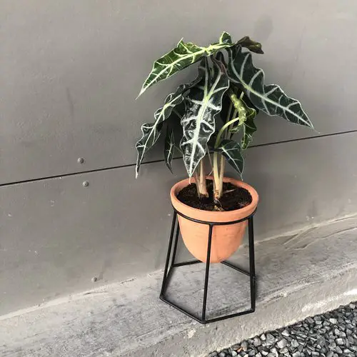 Houseplants that Look Best on Plant Stands 9