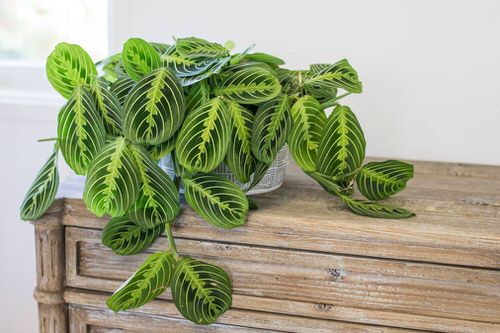 Types of Prayer Plant in garden