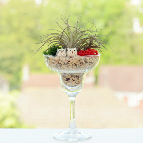 Wine Glass Terrariums 3