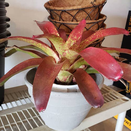 Indoor Bromeliad Pictures 13