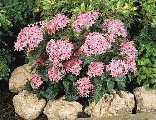 best Fillers Plants for Garden and Home Use