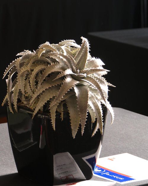 Indoor Bromeliad Pictures 14