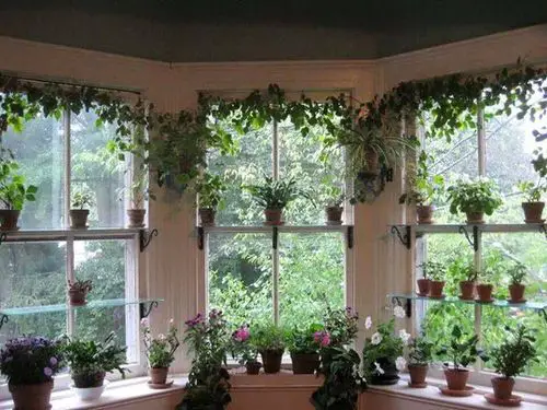 Window Garden Pictures 11