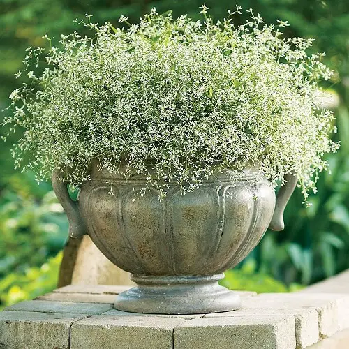 Best Filler Plants for Homes and Gardens