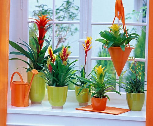 top Best Flowering Houseplants