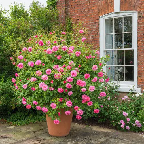 Pictures of Roses in Pots 11