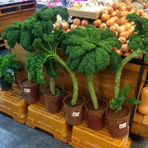 Container Vegetables that Magically Regrow Themselves 2