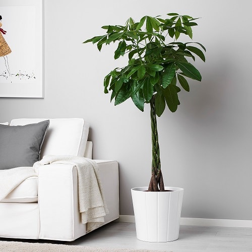 Money Tree that Bring Wealth in Home