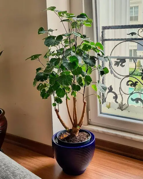 Pictures of Aralia Houseplants 2