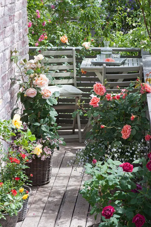 Pictures of Roses in Pots 14