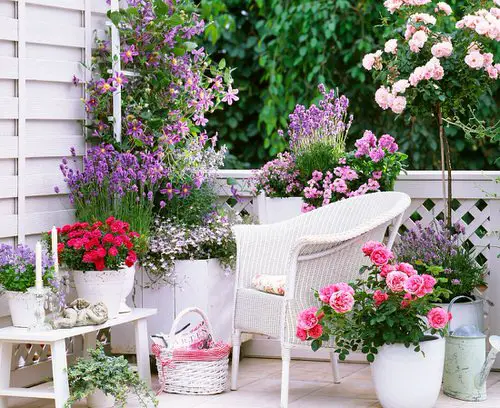 Pictures of Roses in Pots 15