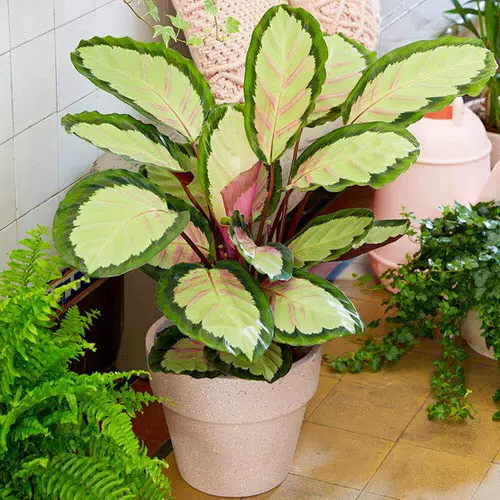The Most Fascinating ‘It’ Plants of 2021 2