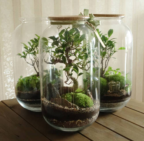 Unbelievable Sealed Bottled Gardens Ideas 10
