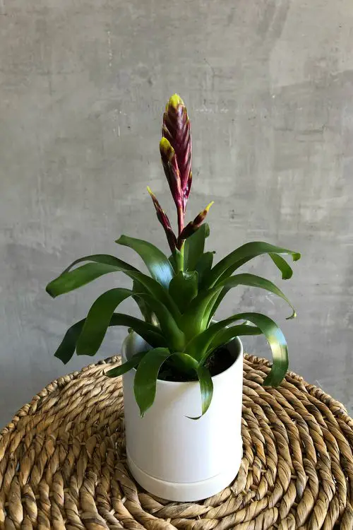 Indoor Bromeliad Pictures 2