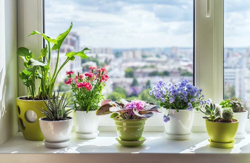 Window Garden Pictures 2