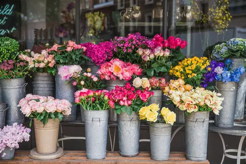 Pictures of Roses in Pots 2