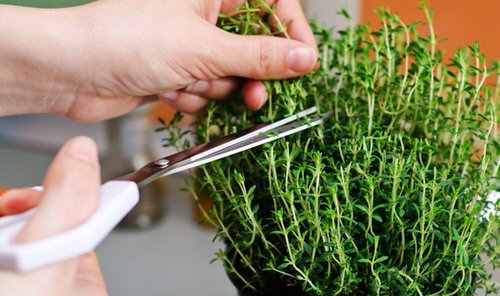 Root Herb Cuttings from Store 