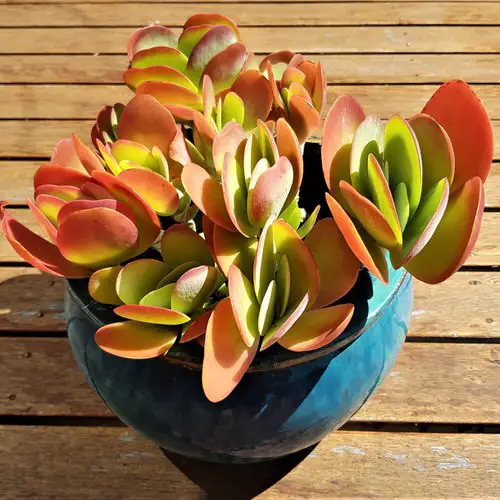 best Tricolor Houseplants with Fantastic Foliage