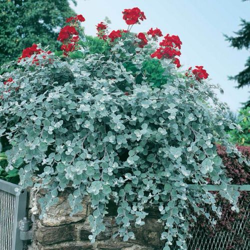 Plants That Can Survive a Drought 3