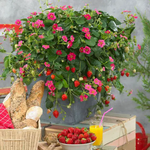 Sensory Houseplants for a Stimulating Indoor Garden 3