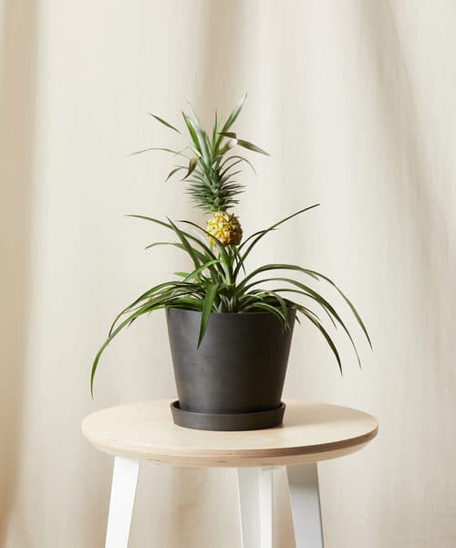 Indoor Bromeliad Pictures 3