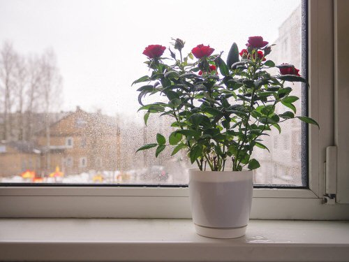 Pictures of Roses in Pots 3