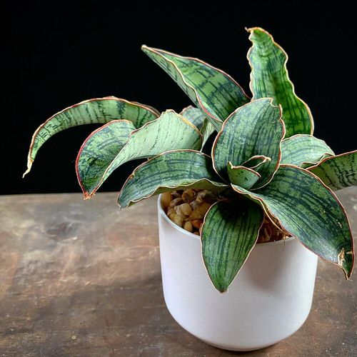 Houseplants with Amazing Foliage that are Tricolour