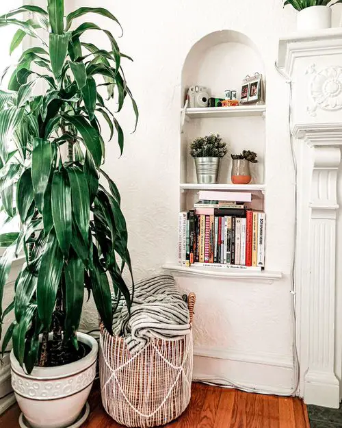Best Dracaena Varieties for Indoors 13