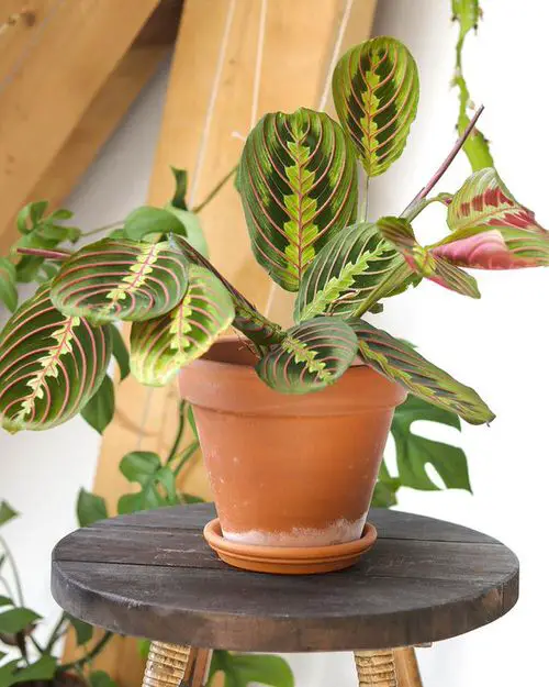 Amazing Types of Prayer Plants