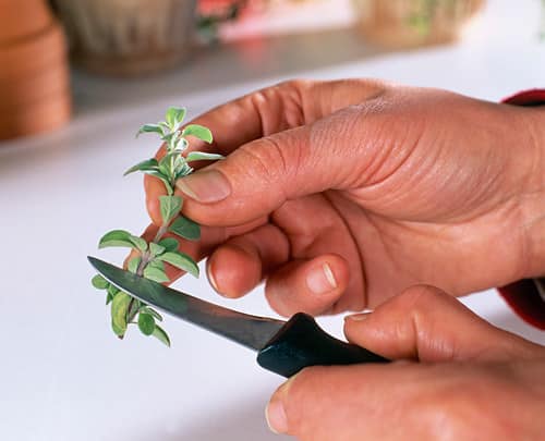 Herbs You Can Grow at the Store