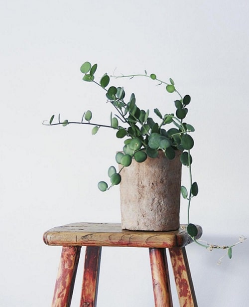 silver doller vine that Bring Wealth in Home