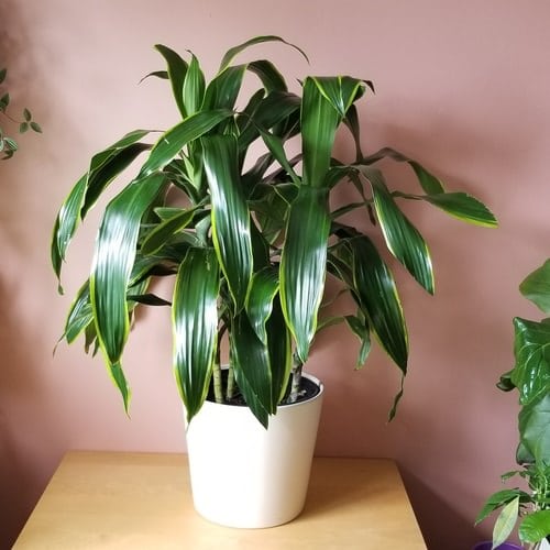 Best Dracaena Varieties for Indoors 8