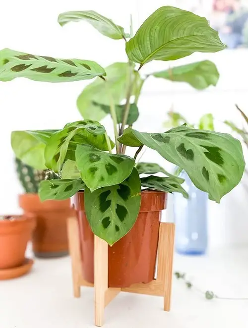 Beautiful Types of Prayer Plants