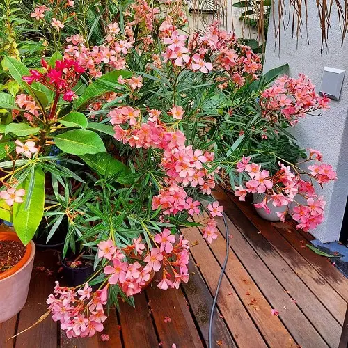 Pink Flowers for Garden 1