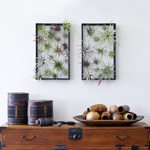 Mini Vertical Garden Ideas with Air Plants 4