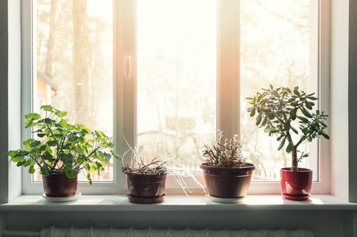 Window Garden Pictures 4