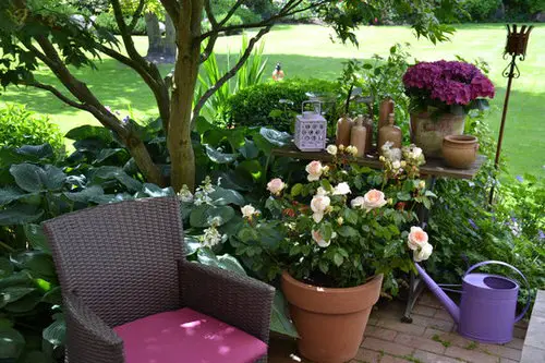 Pictures of Roses in Pots 4