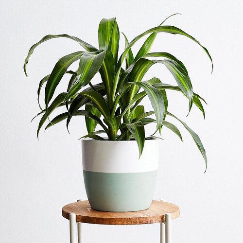 Best Dracaena Varieties for Indoors 15