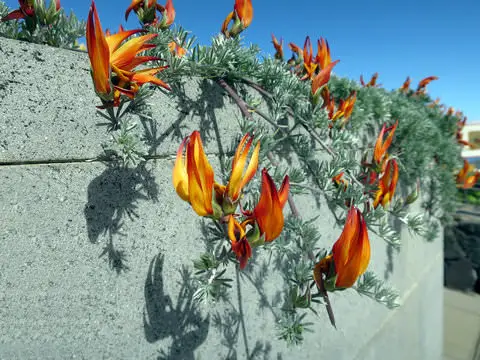 beautiful Spiller Filler Thriller Plants 5