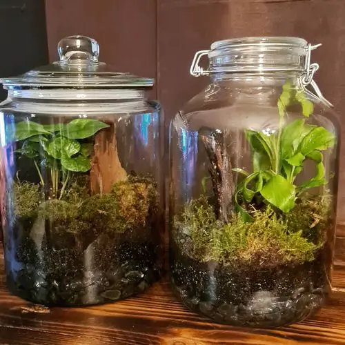 Unbelievable Sealed Bottled Gardens Ideas 12