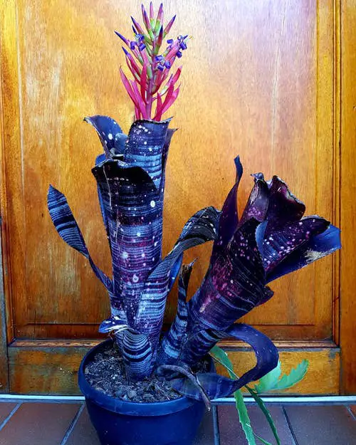 Indoor Bromeliad Pictures 4
