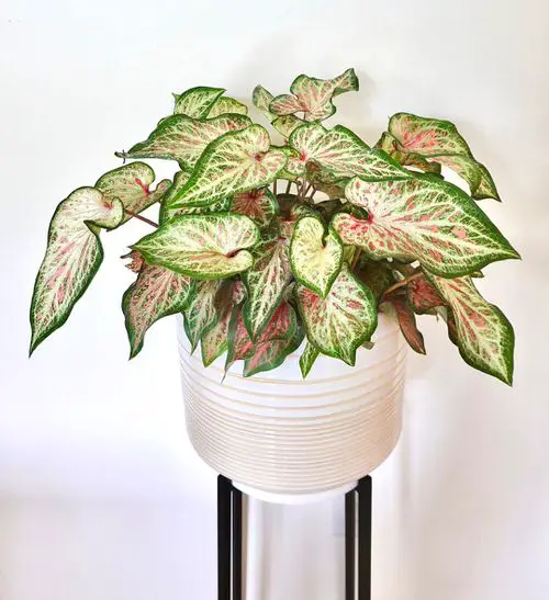 beautiful Houseplants with Amazing Foliage that are Tricolour