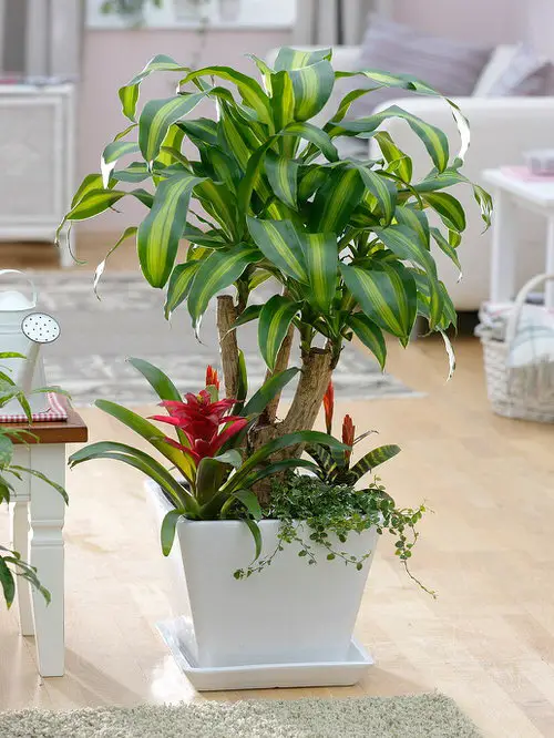 Best Dracaena Varieties for Indoors 9
