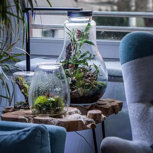  DIY Closed Terrariums 11