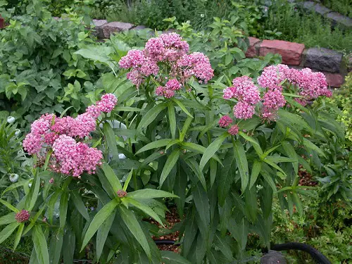 Different Kinds of Pink Garden Flowers 