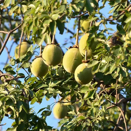 Baobab Fruit Benefits
