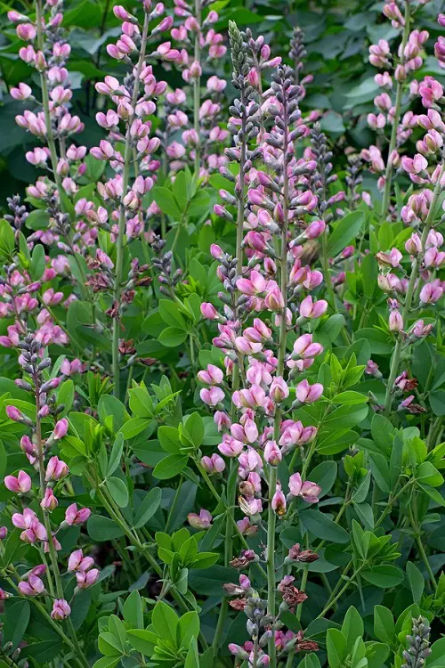 Pink Flower tree Types for a Garden 